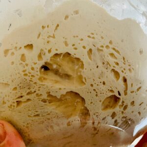 Bake sourdough bread - underneath of sourdough in a glass bowl during bulk ferment.
