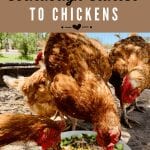 How to feed sourdough starter to chickens - don't waste sourdough discard