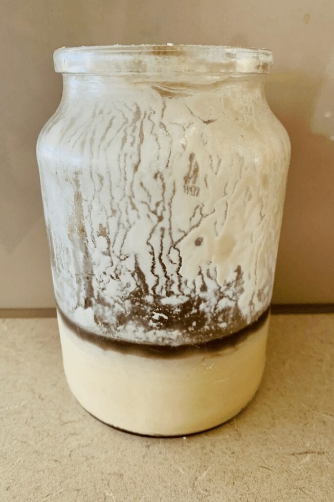 How to revive an old sourdough starter - even if it has black hooch and smells terrible.