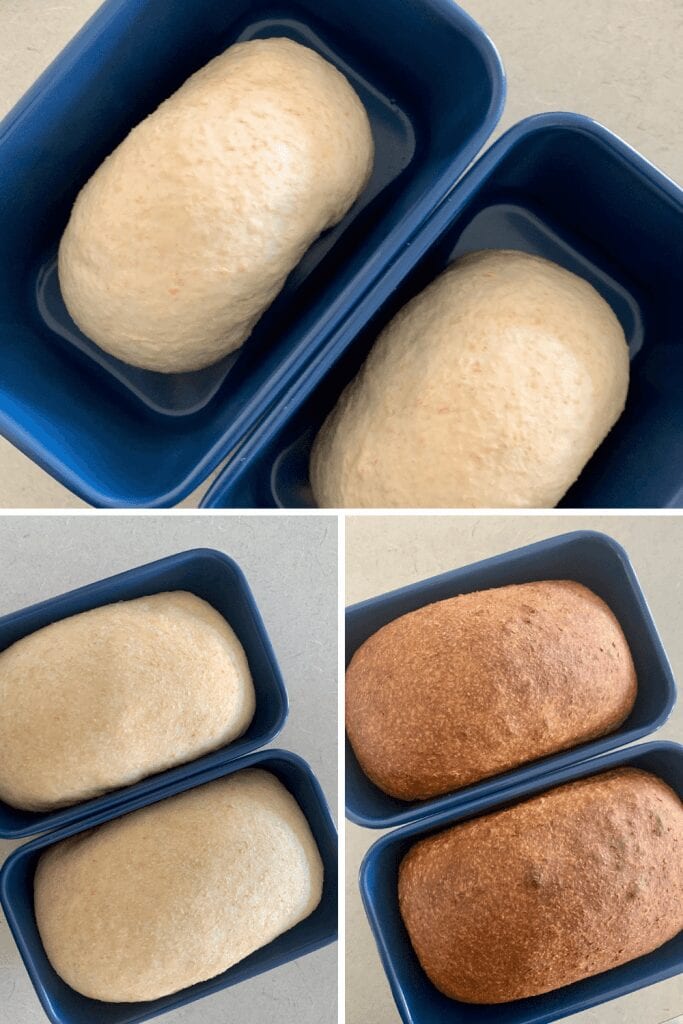Dividing whole wheat sourdough sandwich loaf into two smaller bread tins.