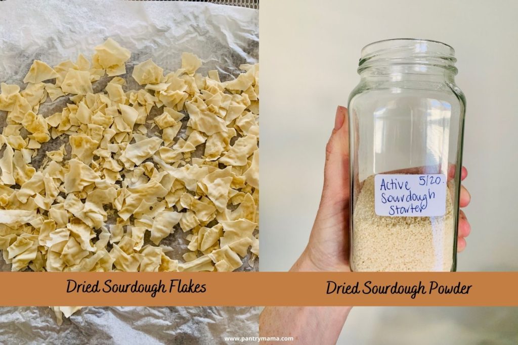 Dried shards of sourdough starter vs powdered sourdough starter