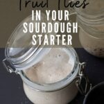 Fruit flies in sourdough starter