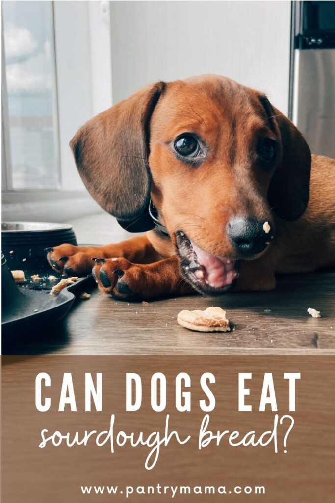 Can dogs eat sourdough bread pinterest pin
