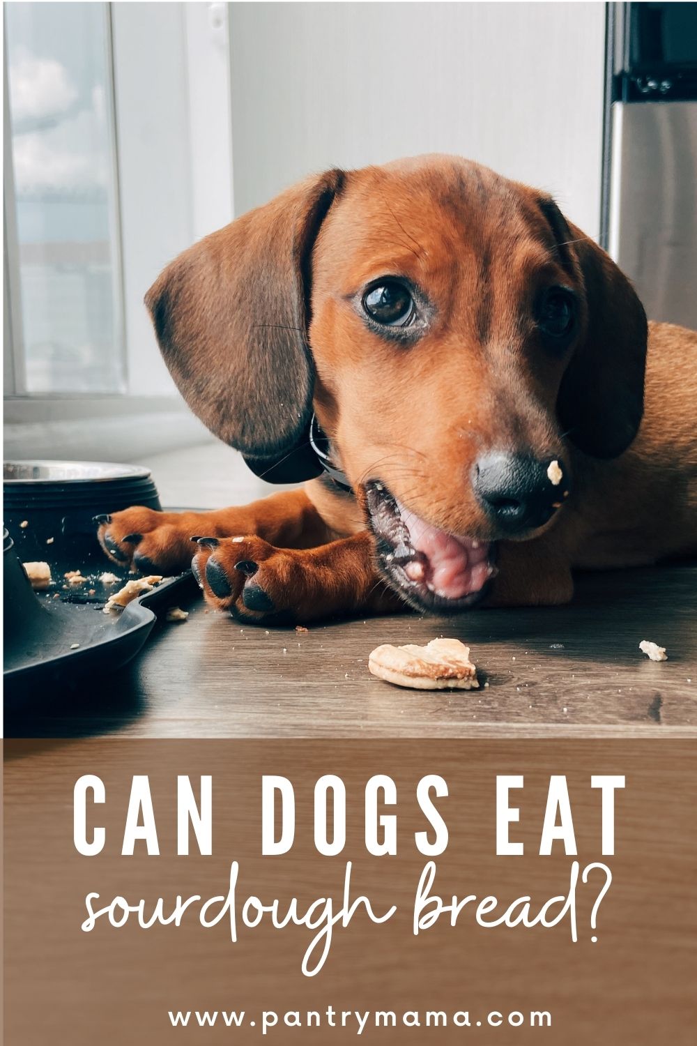 Can Dogs Eat Sourdough Bread? The Pantry Mama