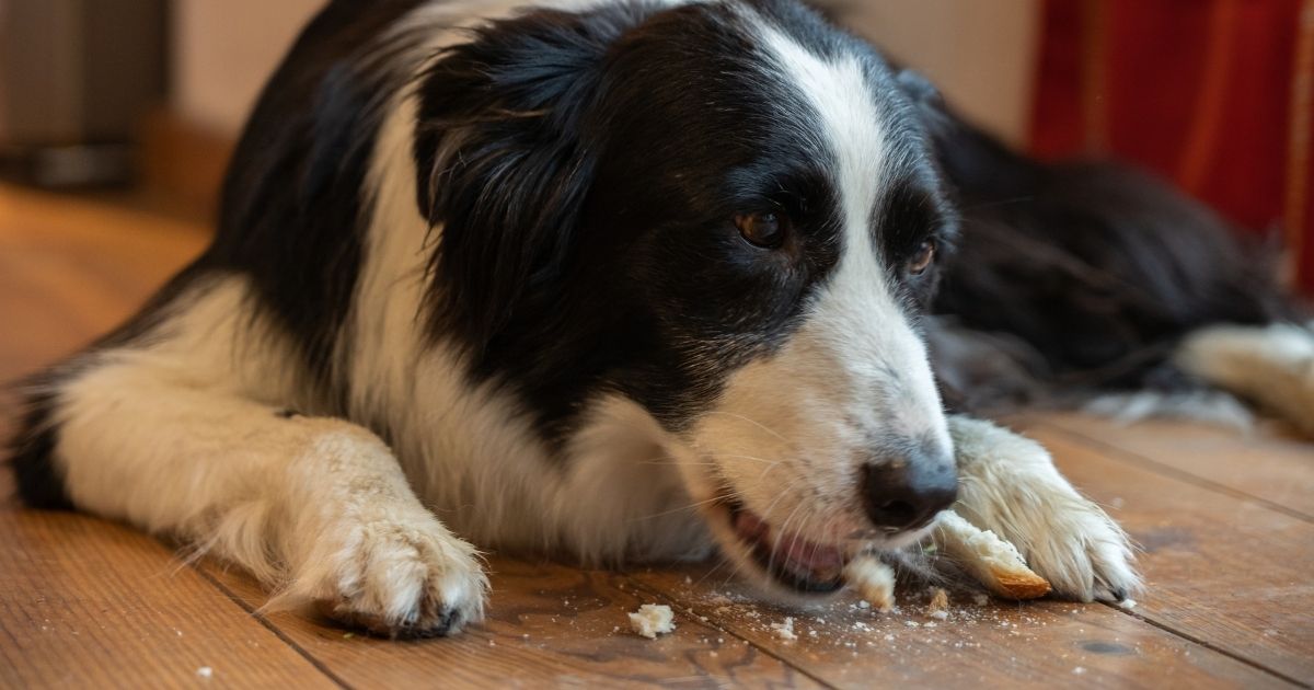 bad food for pups is sourdough bread bad for dogs