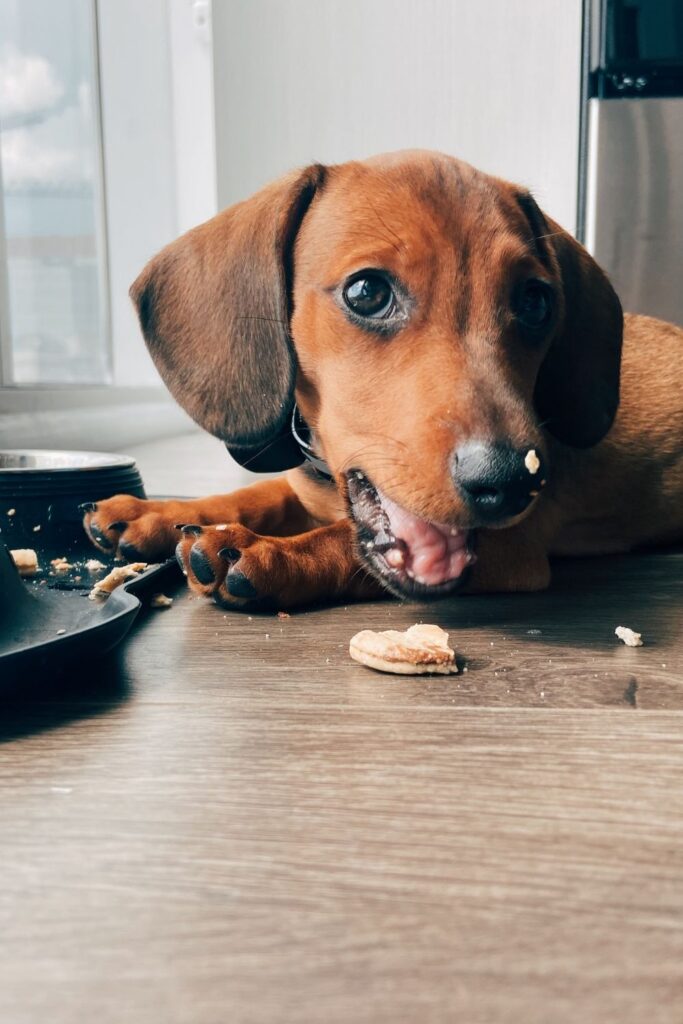 Can dogs eat sourdough bread