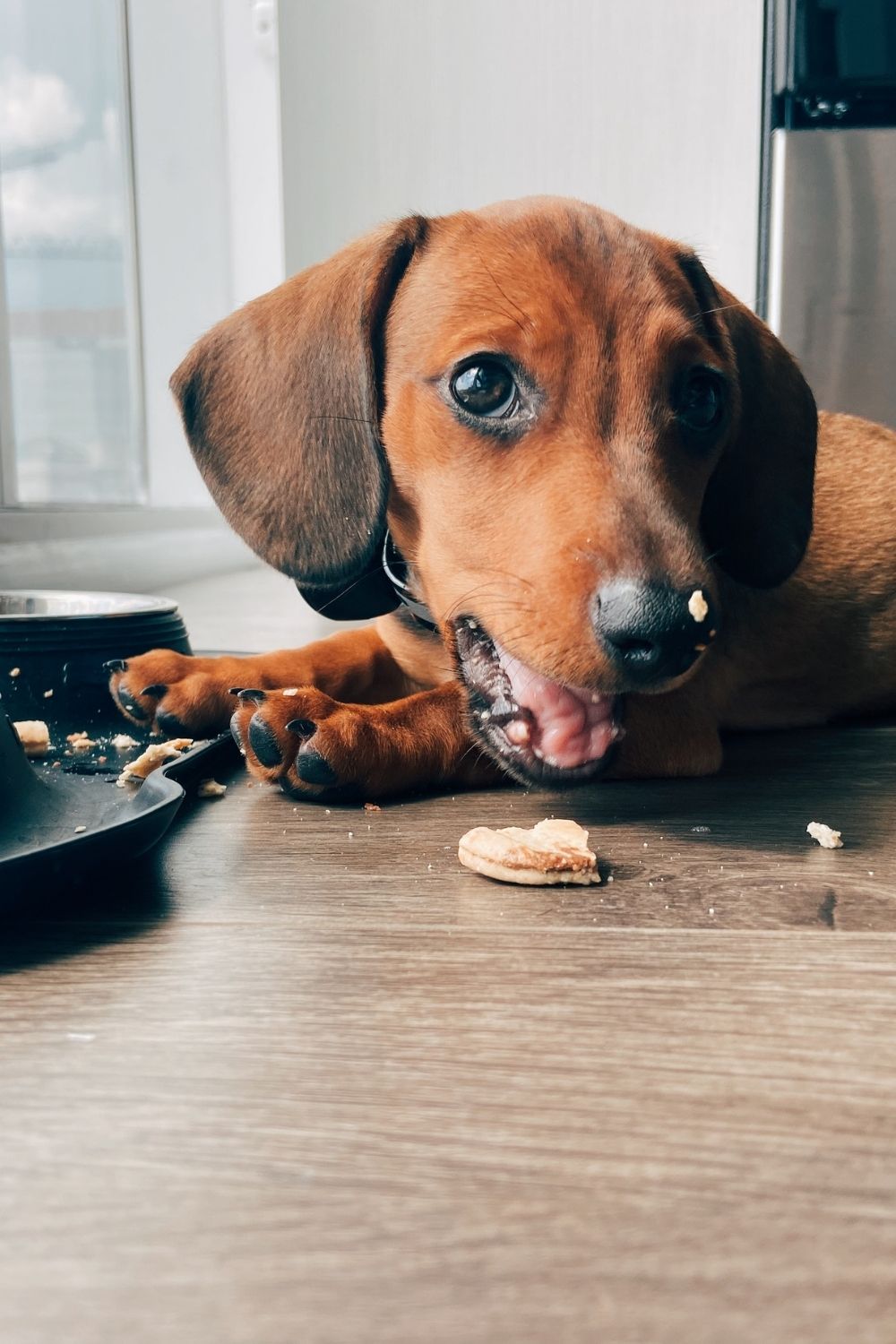 Can Dogs Eat Bread Crust