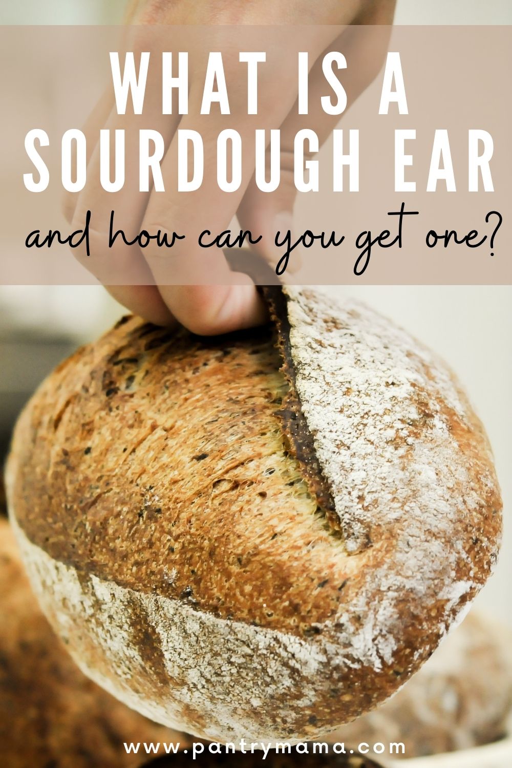 The Best Sourdough Ear A Guide To Nailing Your Sourdough Ear Every Time The Pantry Mama