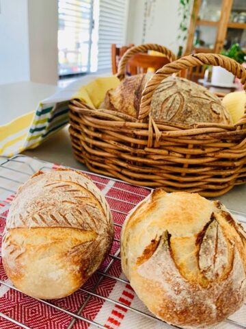 Mini sourdough boules or crusty sourdough rolls sitting on a teatowel and in a basket