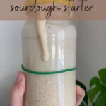 Best time to use sourdough starter - Pinterest Image