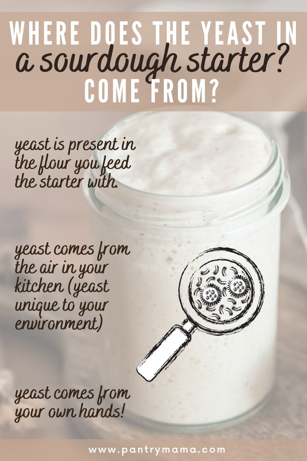 Where Does The Yeast In Sourdough Starter Come From? The Pantry Mama