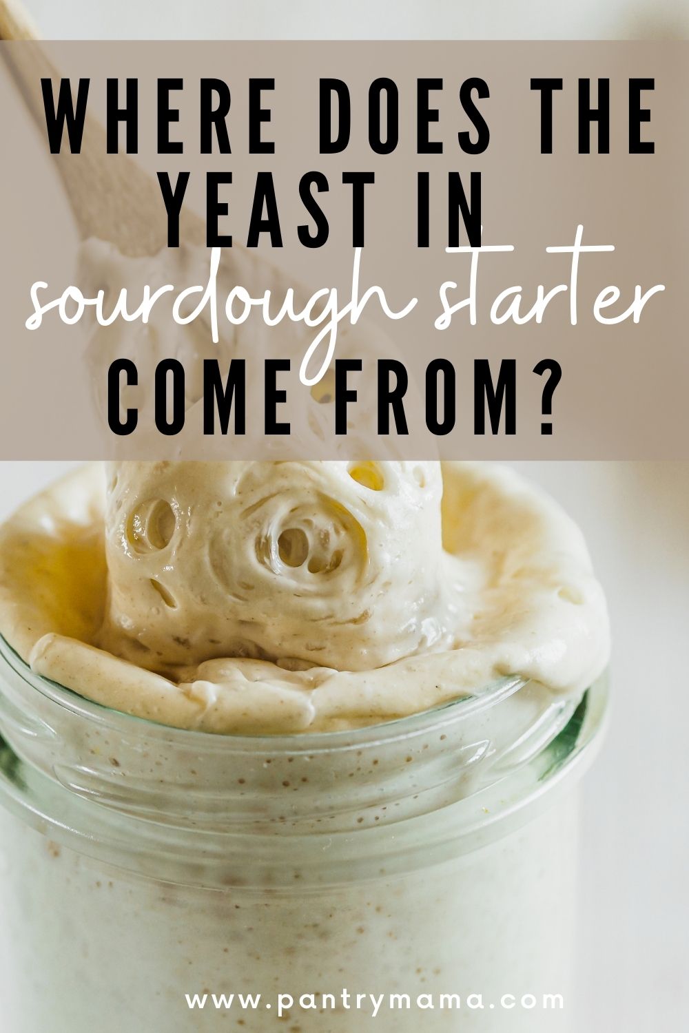 Where Does The Yeast In Sourdough Starter Come From? The Pantry Mama