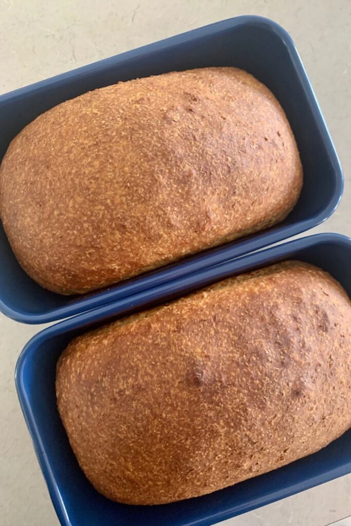 Whole Wheat Sourdough Discard Sandwich Bread Recipe