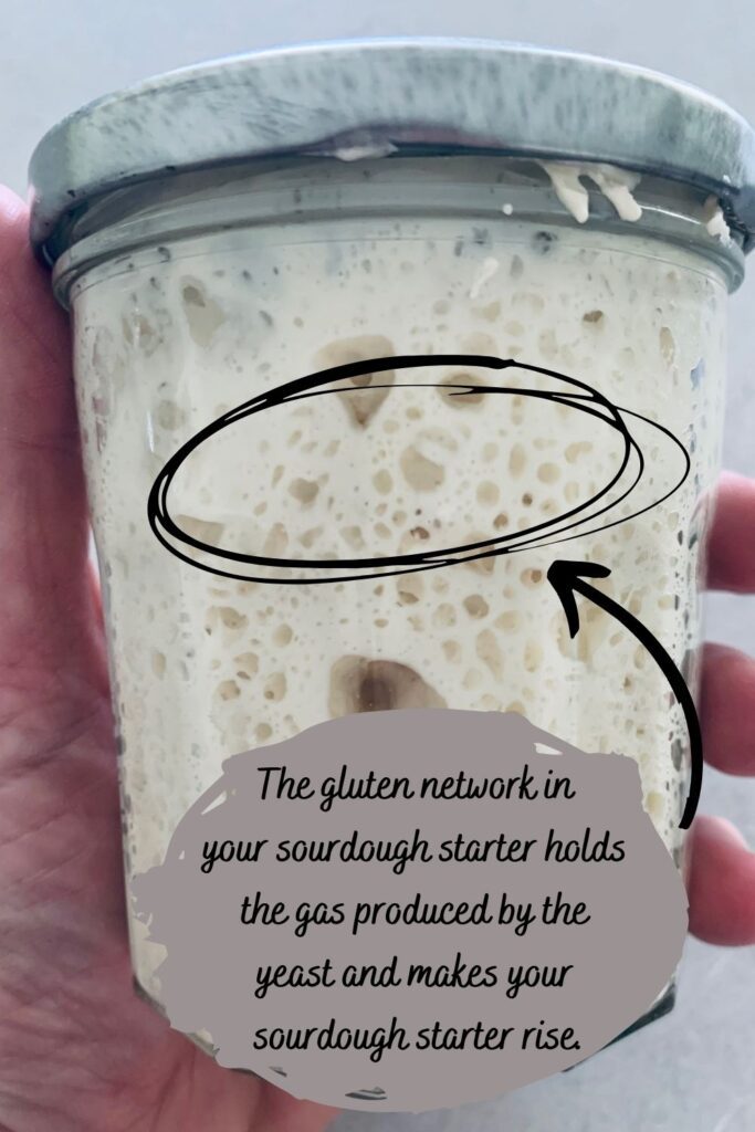 Is sourdough starter gluten free? A jar showing the gluten network in a sourdough starter holding the gas bubbles inside and making the sourdough starter rise.