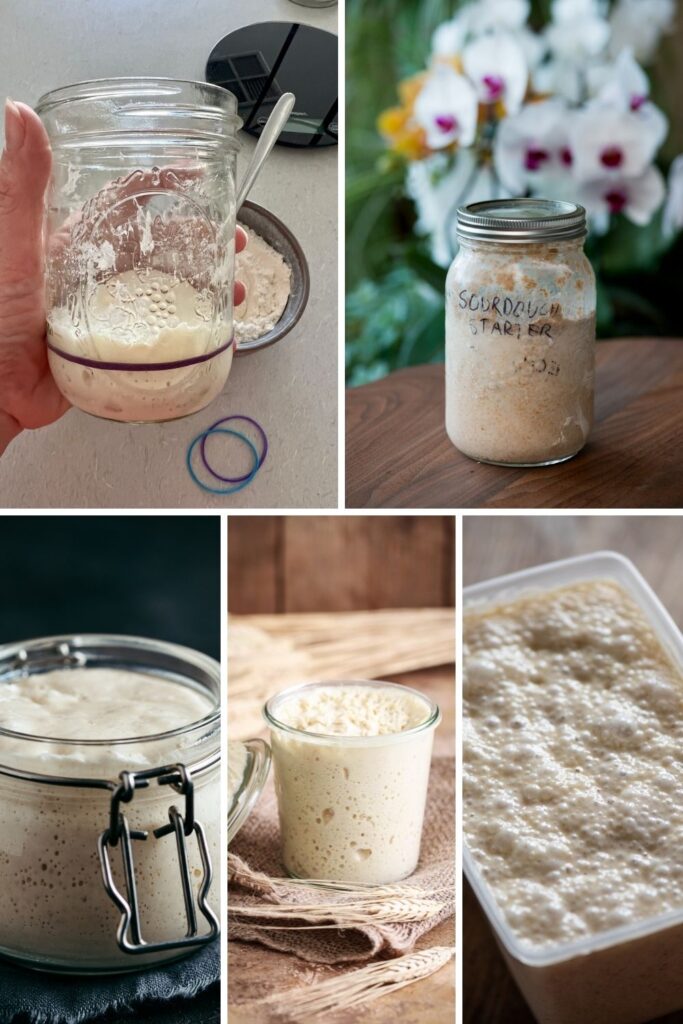 Different types of sourdough starter jars.