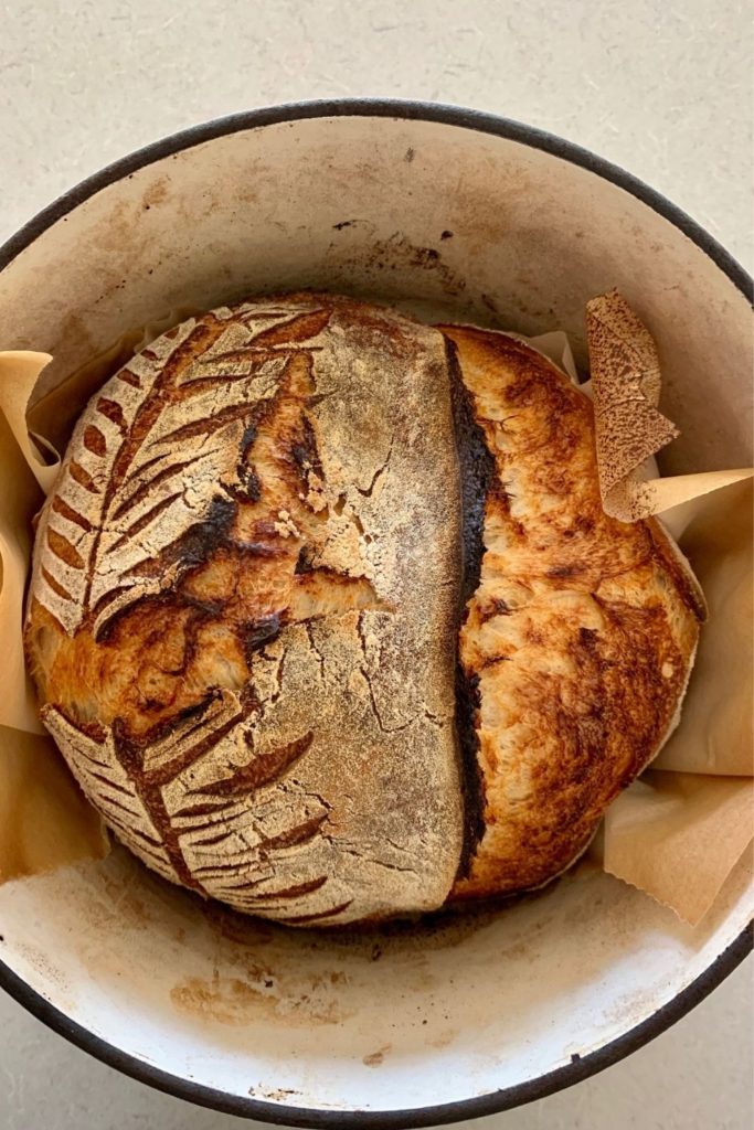 Crusty sourdough bread still in the Dutch Oven - the scoring has burst due to under fermentation