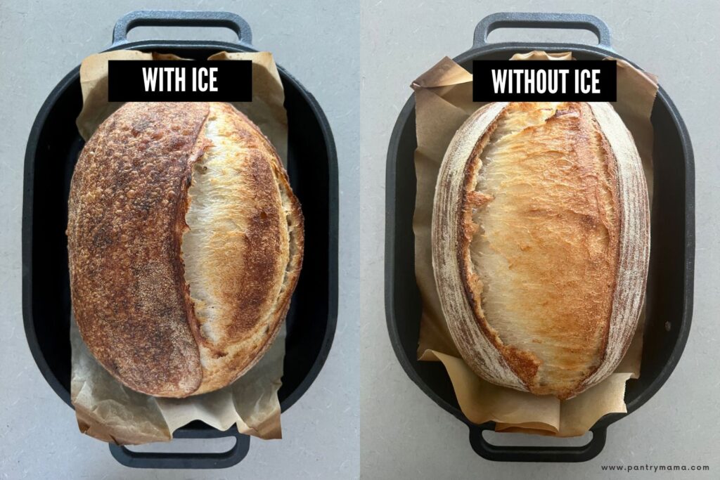 Two loaves of sourdough side by side. One on the left has been cooked with ice in the Dutch Oven and the one on the right has not.