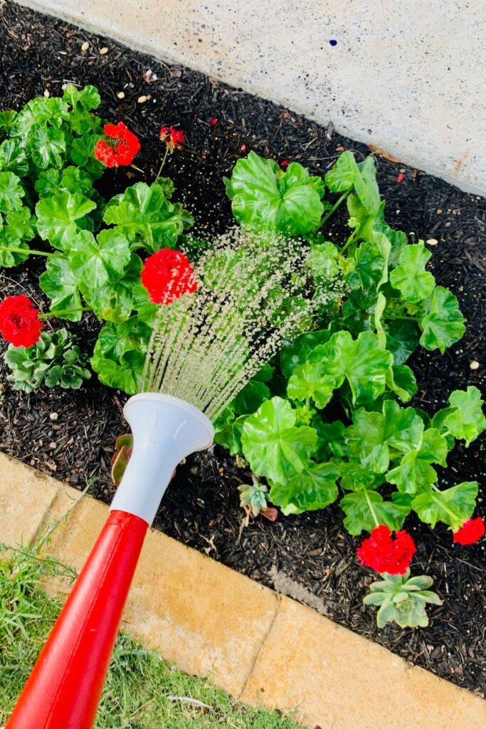 Watering your outdoor plants with diluted sourdough starter in a watering can.