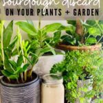 SOURDOUGH DISCARD ON PLANTS AND GARDENS - PINTEREST IMAGE