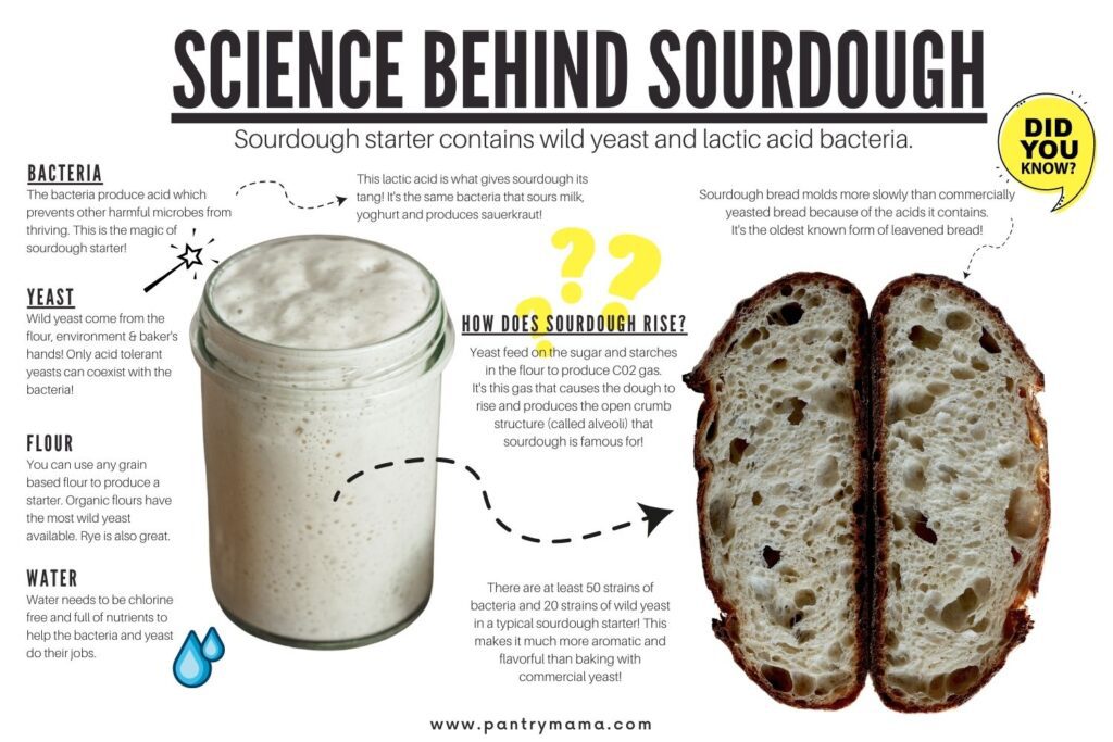 Infographic - Science Behind Sourdough