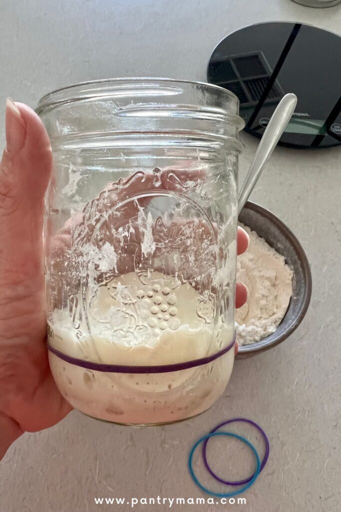 Mason Ball Jar with sourdough starter in it being held in a hand. There is a purple rubber band on the jar.