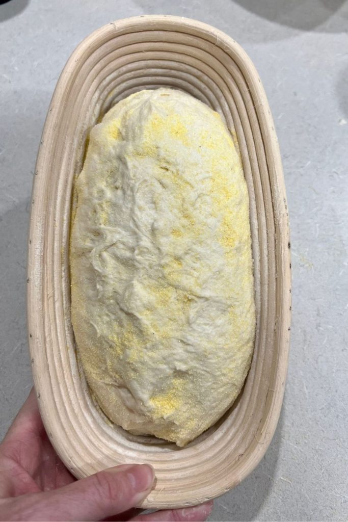 Same Day Sourdough Bread shaped and placed into a banneton.