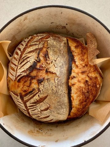Under fermented sourdough bread - the sourdough boule is in the Dutch Oven and shows that the scoring has split in places other than where it was scored.