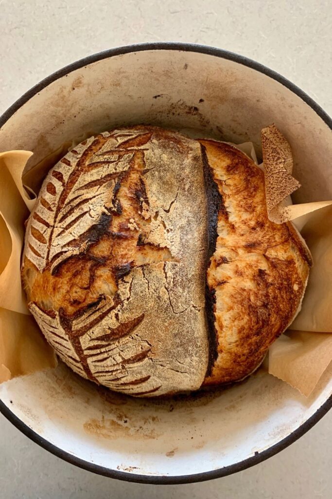 Under fermented sourdough bread - the sourdough boule is in the Dutch Oven and shows that the scoring has split in places other than where it was scored.