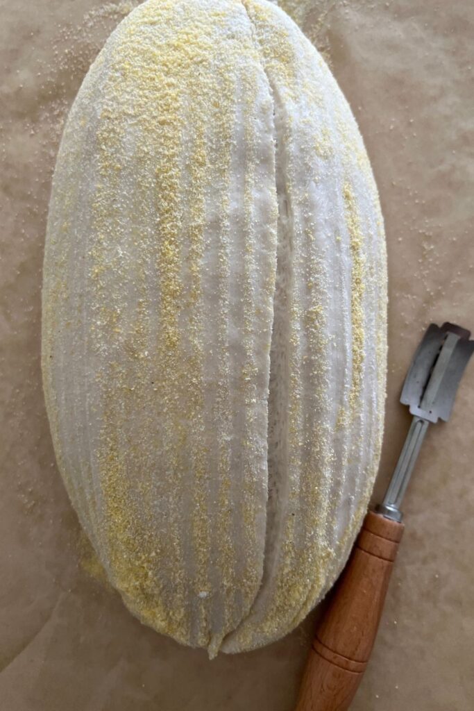 Sourdough bread dough that has been tipped out of the banneton onto a piece of parchment paper. The loaf has been scored using a curved lame and has been dusted with cornmeal.
