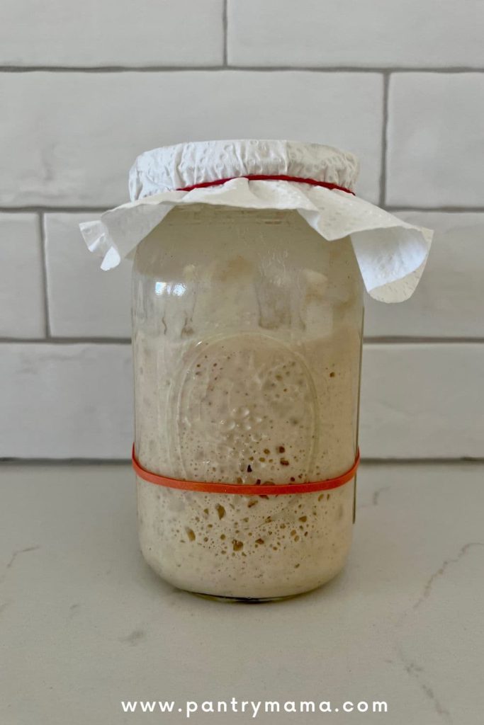 Jar of bubbly sourdough starter with a red elastic band showing that the starter has peaked. It is covered with a piece of paper towel secured with an elastic band and is sitting in front of a white tiled wall.