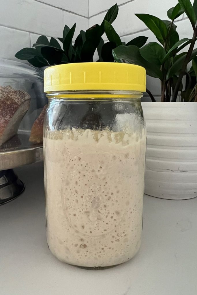 A large jar of sourdough starter with a yellow plastic lid. There is a plant and loaf of sourdough in the background.