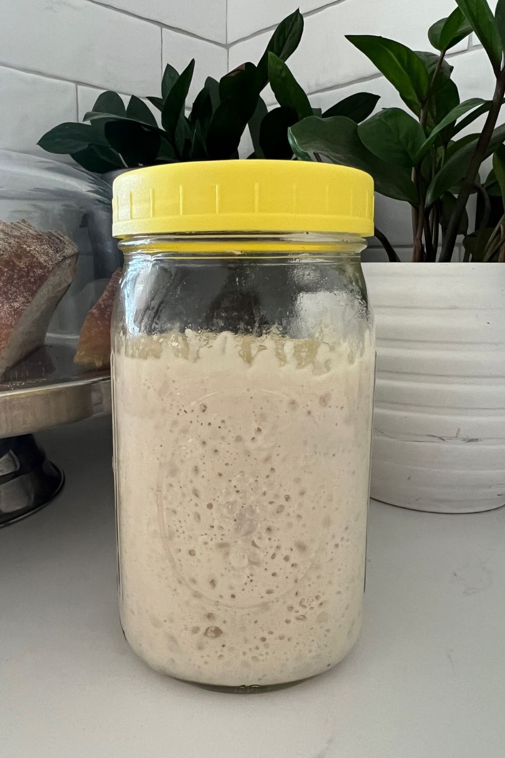 Sourdough Starter Lid On or Off? The Pantry Mama