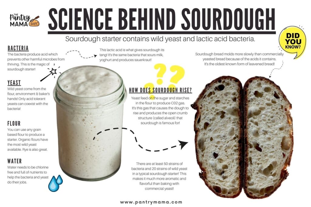 Infographic explaining the science behind sourdough - including the role of wild yeast and bacteria in rising sourdough bread.