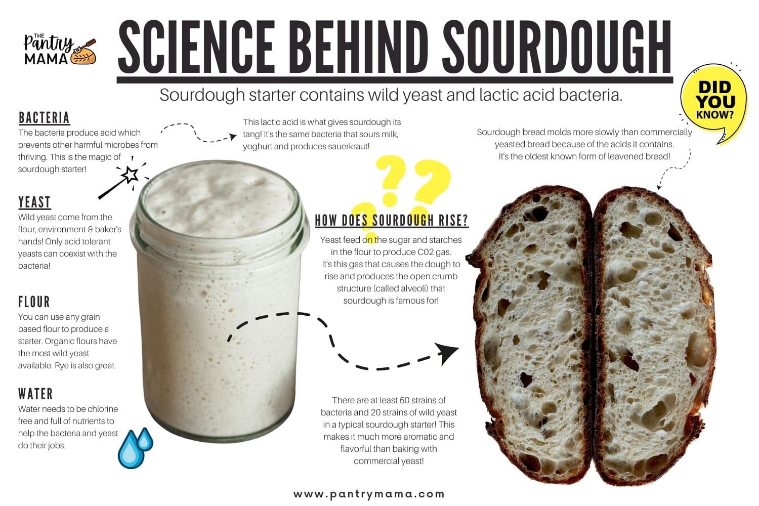 Sourdough Bread Science sourdough-bread-science