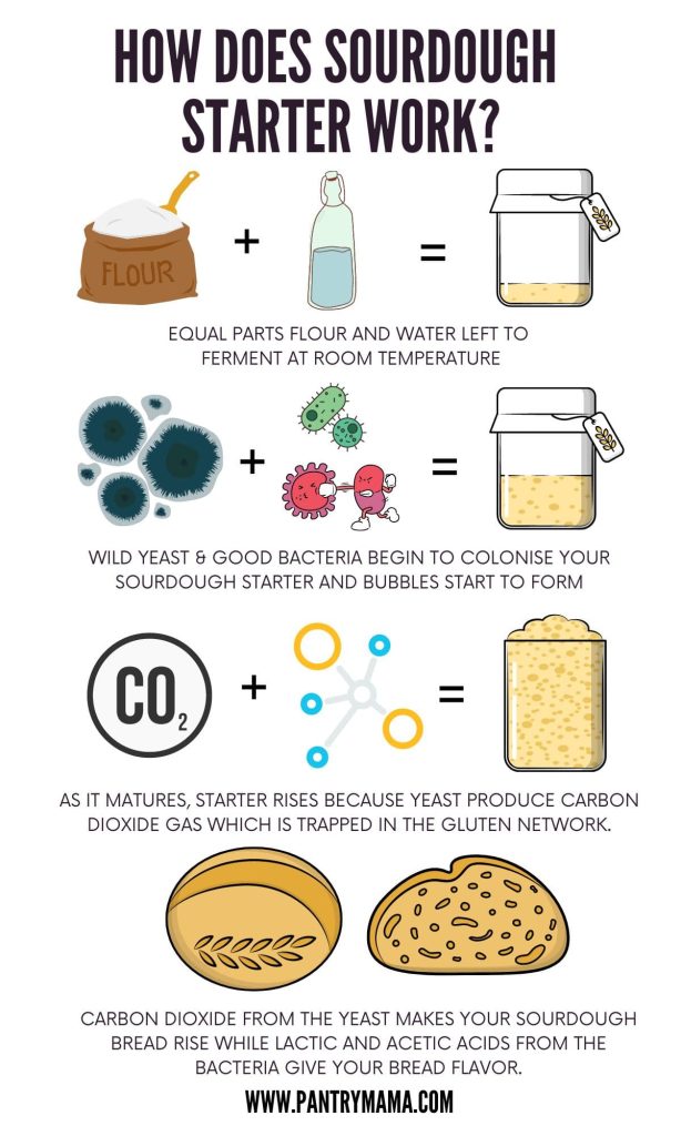 Infographic entitled "How Does Sourdough Starter Work". This graphic shows an illustrated version of how a sourdough starter works.