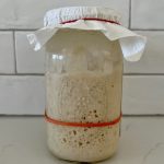 Jar of sourdough starter sitting on a kitchen counter in front of a white tiled wall. There is a red rubber band around the jar to show that the sourdough starter has doubled. The starter is covered with a piece of paper towel and a rubber band.