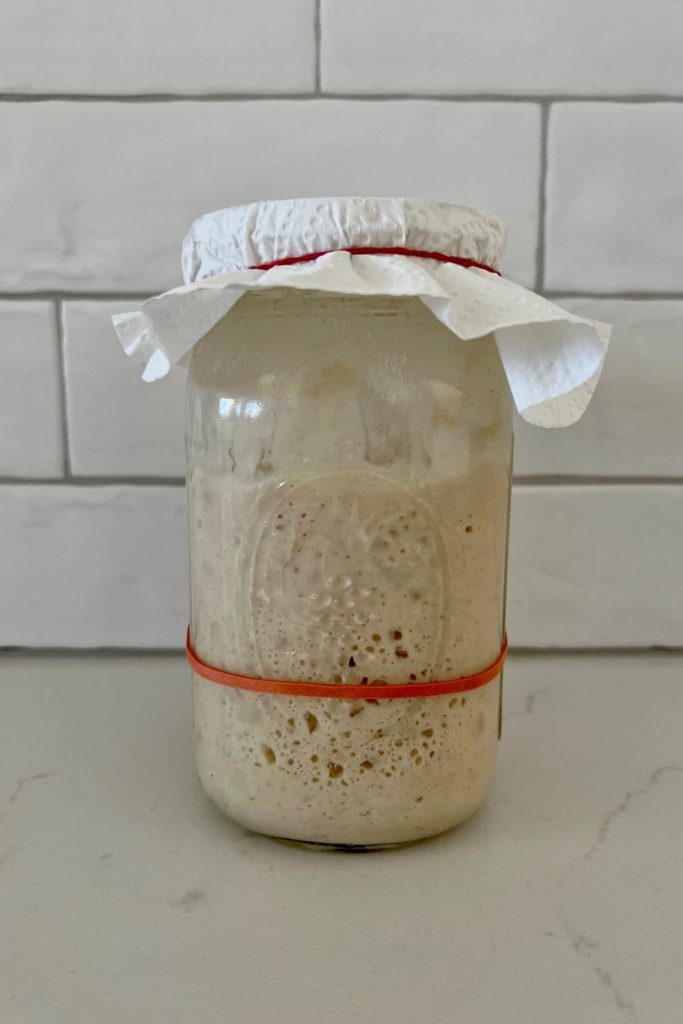 Jar of sourdough starter sitting on a kitchen counter in front of a white tiled wall. There is a red rubber band around the jar to show that the sourdough starter has doubled. The starter is covered with a piece of paper towel and a rubber band.