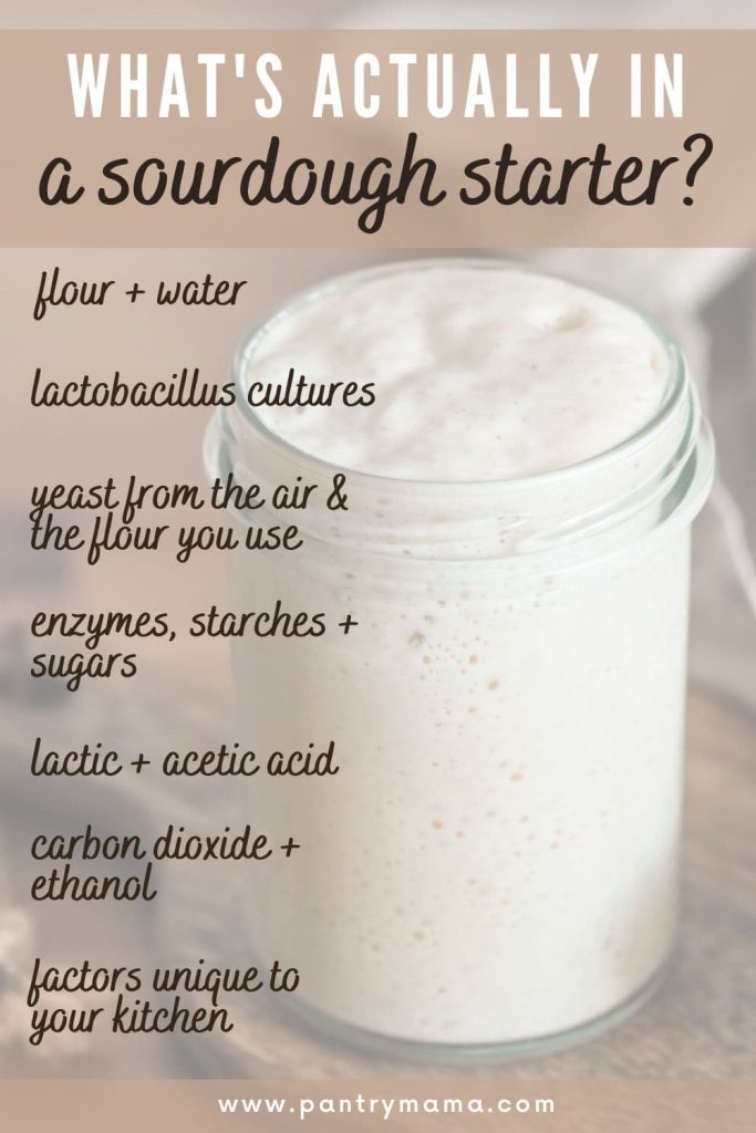 Infographic entitled "What's actually in a sourdough starter" showing the exact ingredients in the jar of sourdough starter. This is part of the science behind a sourdough starter.