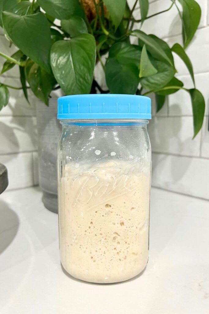 Jar of sourdough starter discard with a blue lid.