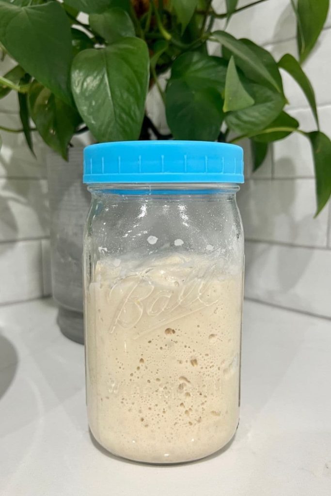A jar of sourdough starter with a blue lid. There is a green plant and white tiled wall in the background.