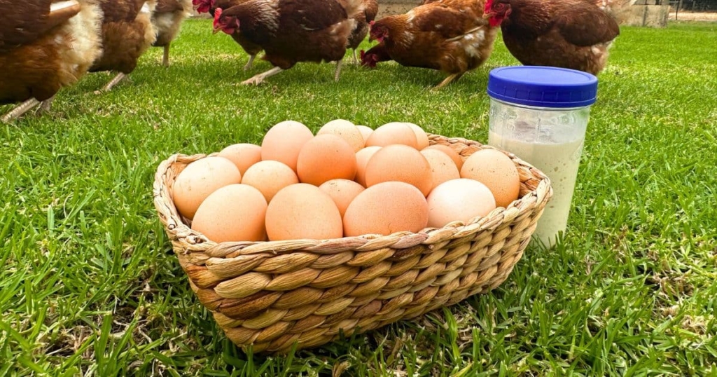 A basket of eggs sitting next to a big jar of sourdough starter with a blue lid. You can see chickens in the background pecking the green grass.