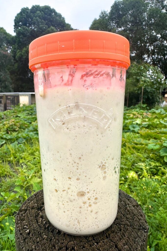 A jar of sourdough starter with an orange lid sitting on top of a fence post in front of a green vegetable patch.