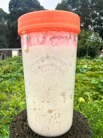 A tall jar of sourdough starter with an orange lid sitting on top of a fence post. You can see a green vegetable patch that has been blurred into the background of the photo.