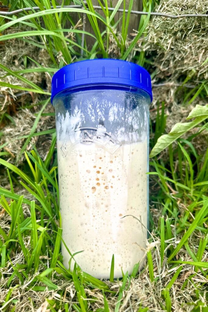 A Kilner jar with a blue plastic lid containing sourdough discard nestled in a tuft of green grass.