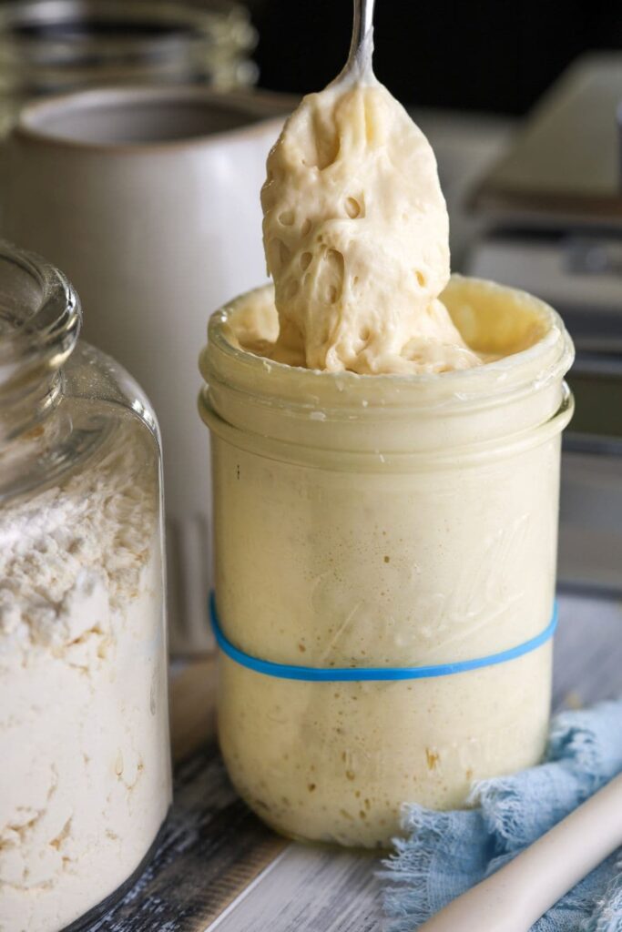 A jar of sourdough starter with a blue rubber band showing that the starter has doubled. There is a spoon pulling the bubbly sourdough starter out of the jar.